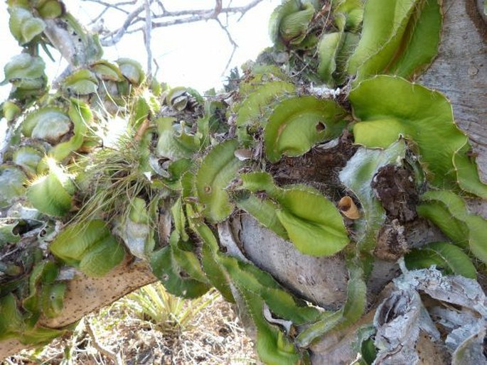 Kostarika, Parque Nacional Santa Rosa