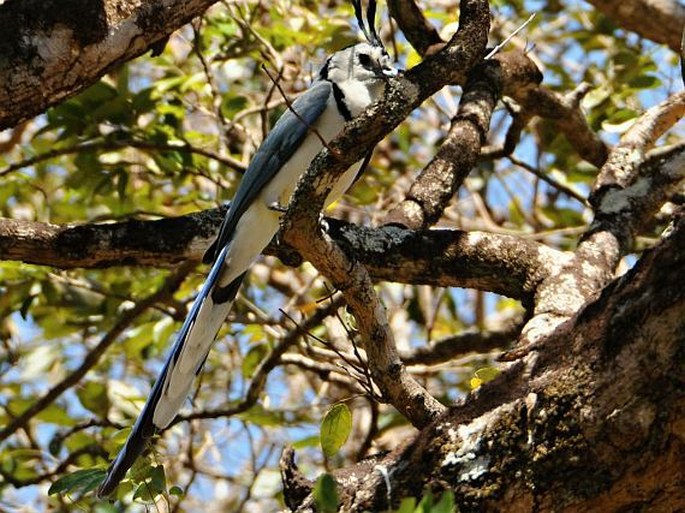 Kostarika, Parque Nacional Santa Rosa