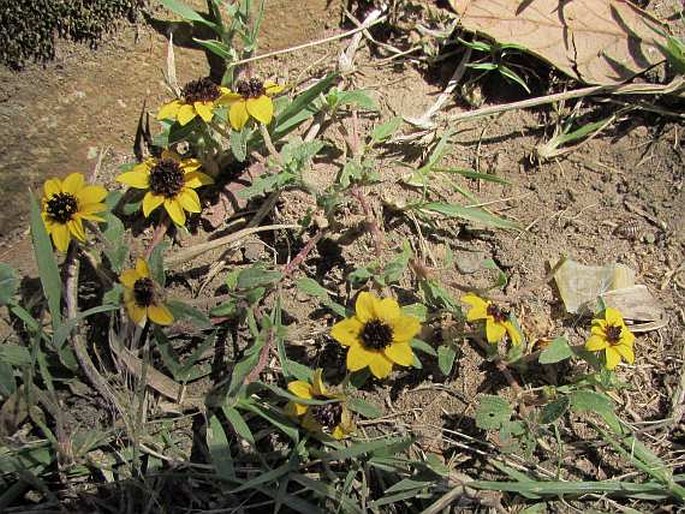 SANVITALIA PROCUMBENS Lam. - vitálka položená