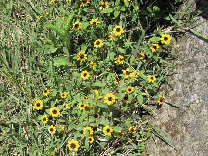 Sanvitalia procumbens