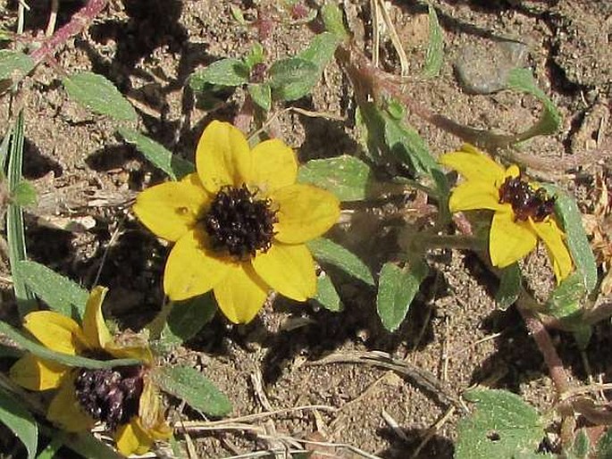 Sanvitalia procumbens