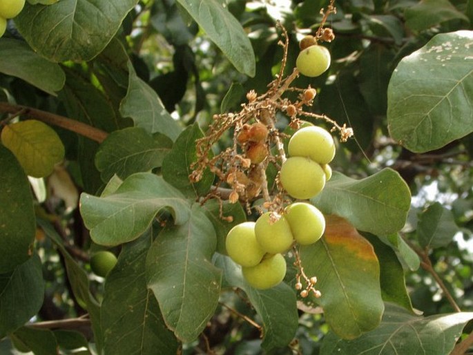 SAPINDACEAE Juss. – mýdelníkovité