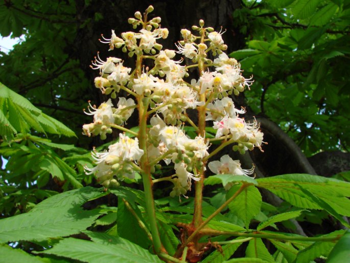 Sapindaceae