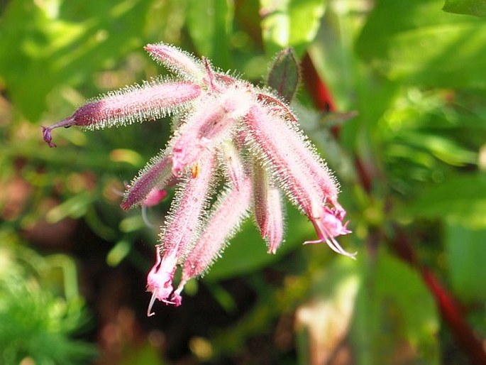 SAPONARIA GLUTINOSA M. Bieb. – mydlice / mydlica