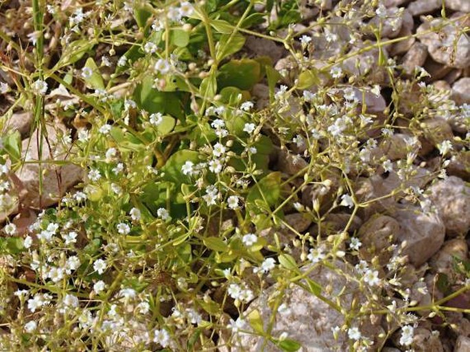 Saponaria montana