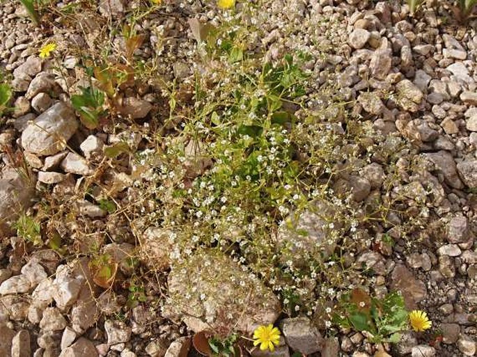 Saponaria montana