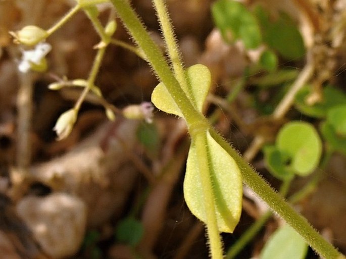 Saponaria montana