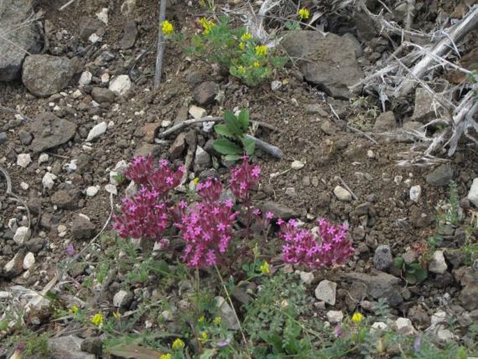 Saponaria prostrata