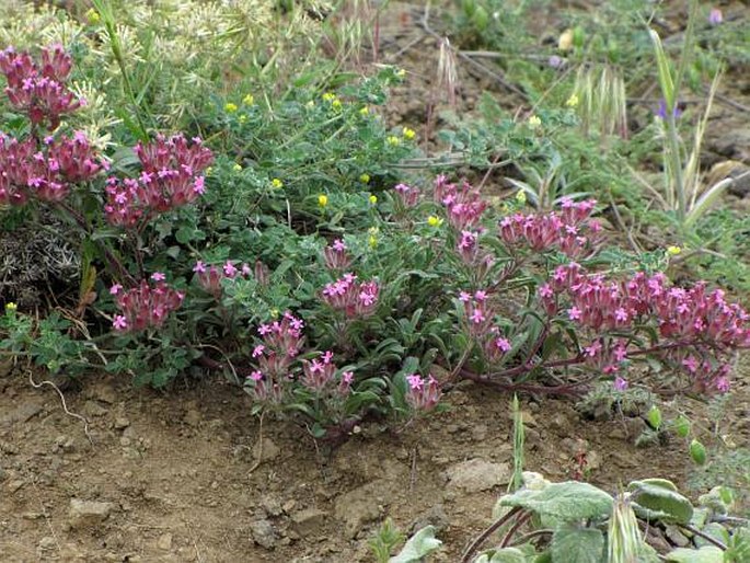 Saponaria prostrata