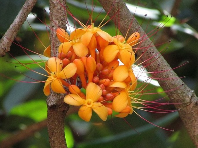 SARACA ASOCA (Roxb.) Willd.