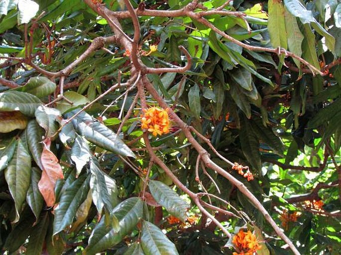 Saraca asoca