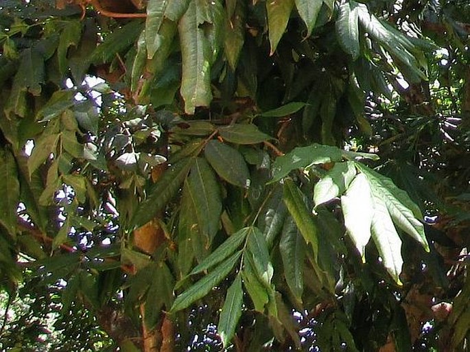 Saraca asoca