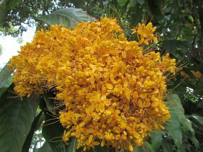 SARACA THAIPINGENSIS Prain