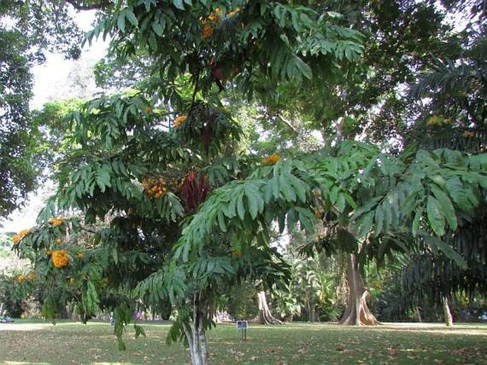 Saraca thaipingensis