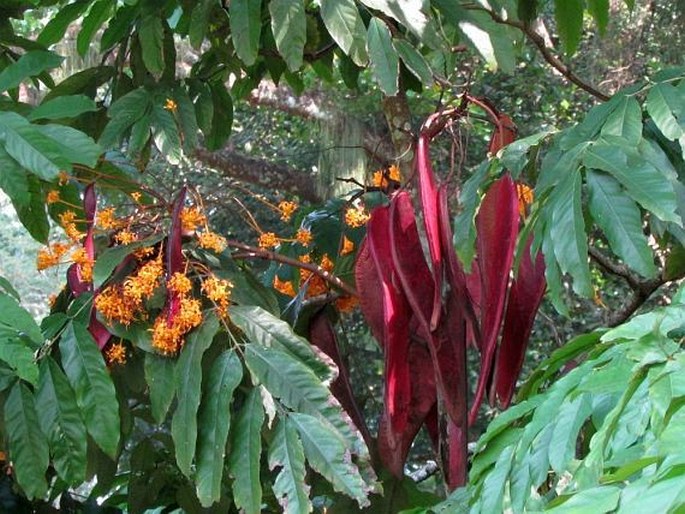 Saraca thaipingensis