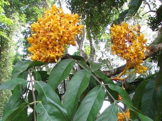 Saraca thaipingensis