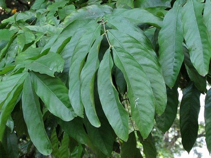 Saraca thaipingensis