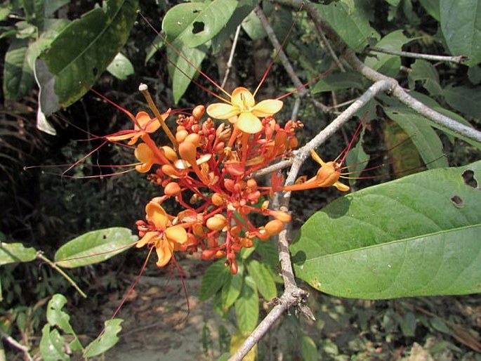 Saraca declinata (Jack) Miq.