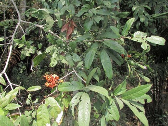 Saraca declinata