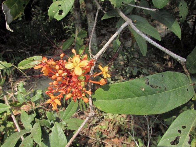 Saraca declinata