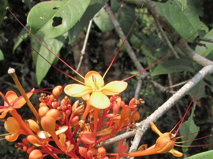 Saraca declinata