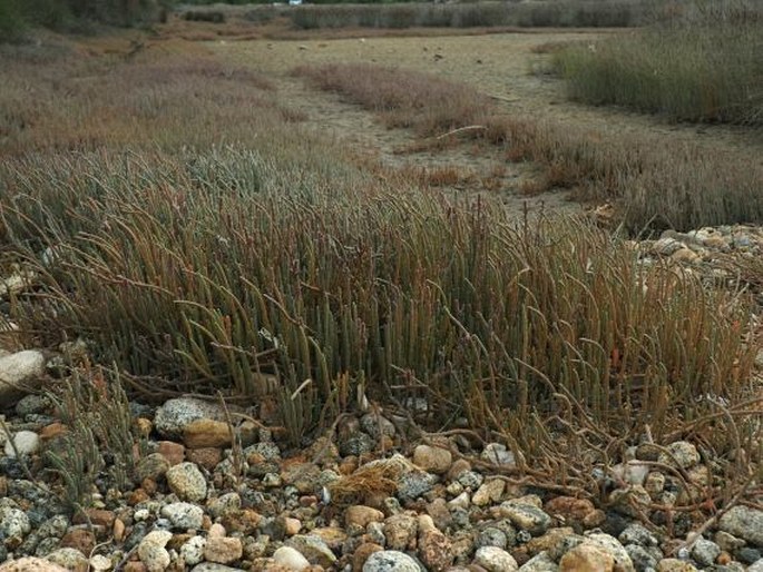 Sarcocornia quinqueflora