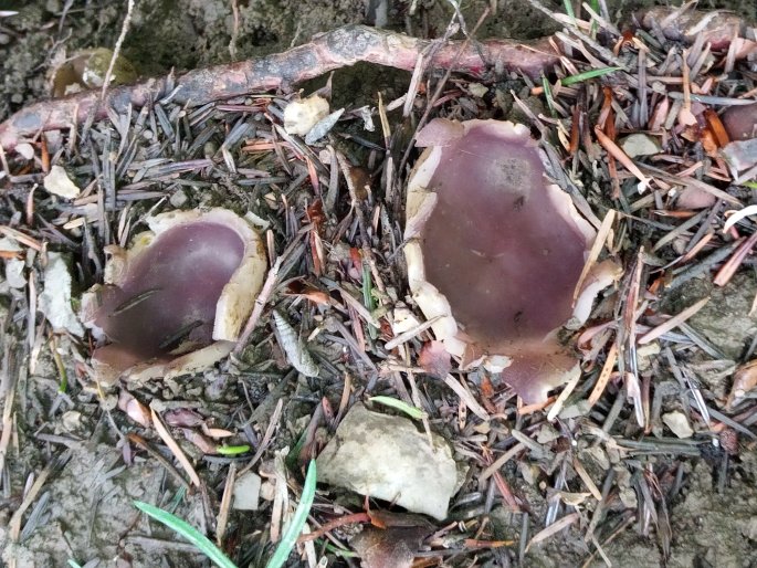 Sarcosphaera coronaria