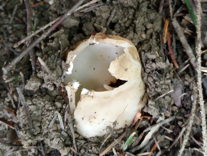 Sarcosphaera coronaria