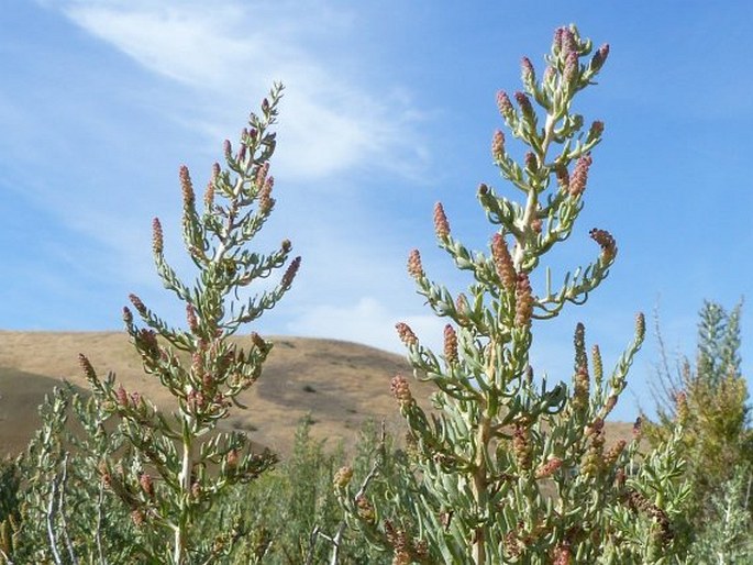 SARCOBATUS VERMICULATUS (Hook.) Torr.