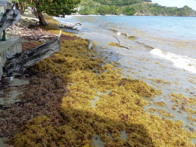 Sargassum fluitans