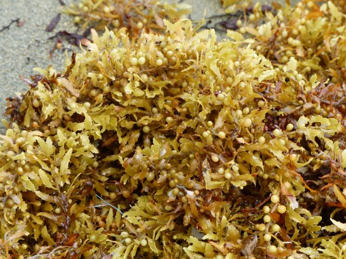 Sargassum fluitans