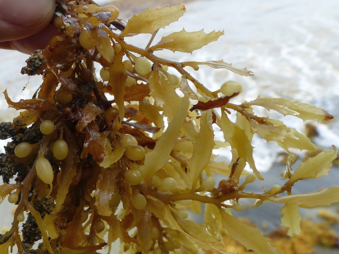 Sargassum fluitans