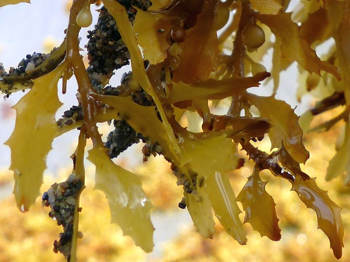 Sargassum fluitans