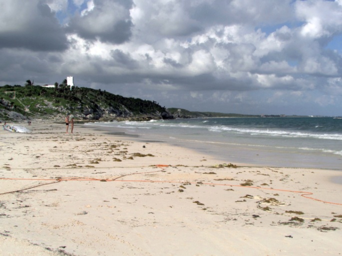 Sargassum