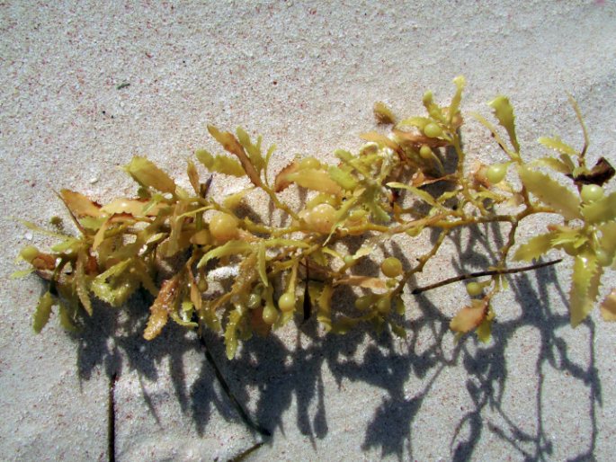 Sargassum