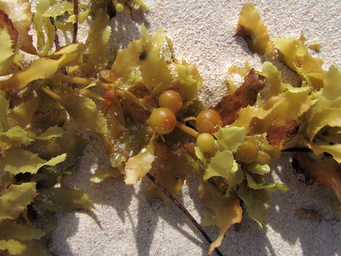 Sargassum