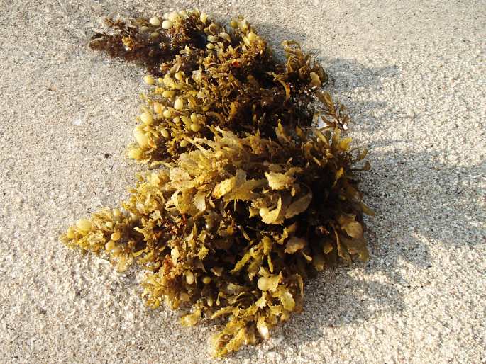 SARGASSUM OBOVATUM Harvey – hroznovice