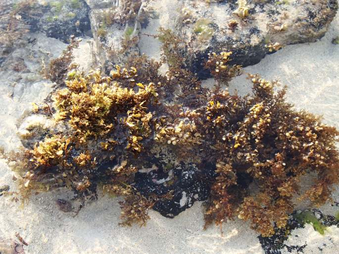 Sargassum obovatum