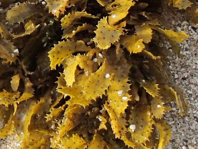 Sargassum obovatum