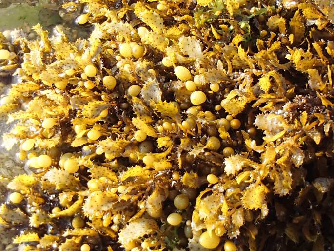 Sargassum obovatum