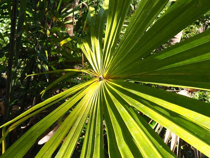 SARIBUS ROTUNDIFOLIUS (Lam.) Blume