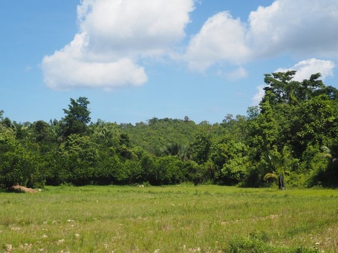 Saribus rotundifolius