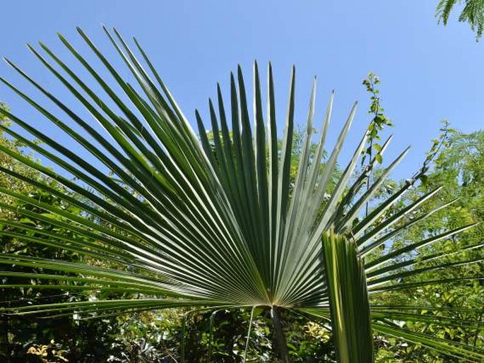 Saribus rotundifolius