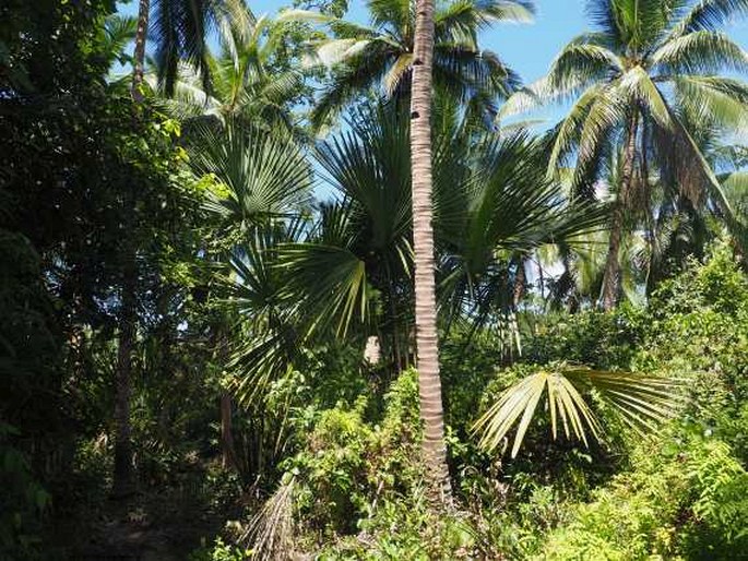 Saribus rotundifolius