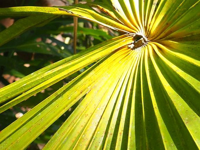 Saribus rotundifolius