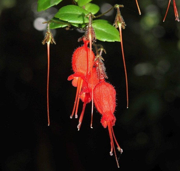 SARMIENTA SCANDENS (J. D. Brandis ex Molina) Pers.