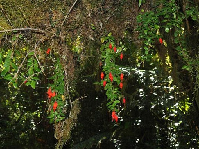 Sarmienta scandens