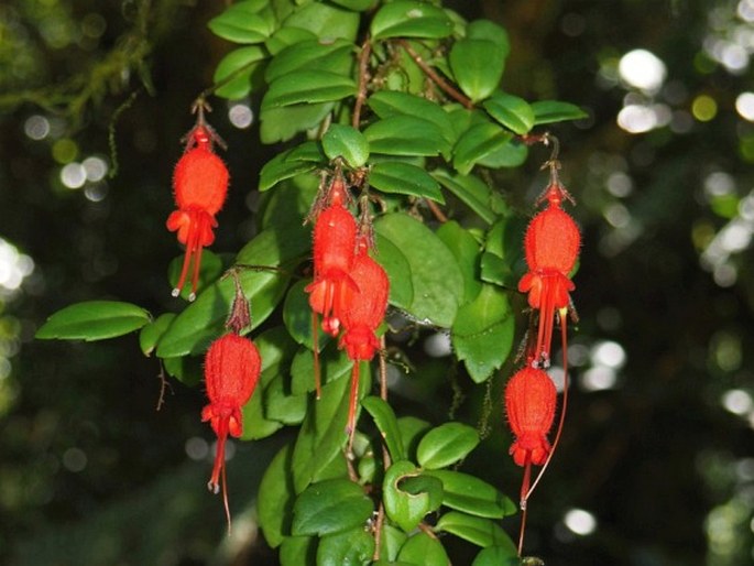 Sarmienta scandens