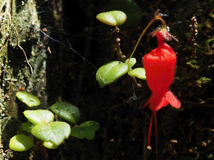 Sarmienta scandens