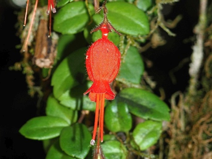 Sarmienta scandens